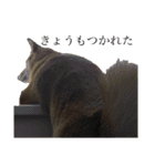 まぬけな柴犬のハル（個別スタンプ：2）