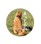 まぬけな柴犬のハル（個別スタンプ：3）