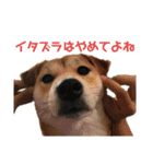 まぬけな柴犬のハル（個別スタンプ：4）