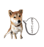 まぬけな柴犬のハル（個別スタンプ：5）