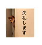 まぬけな柴犬のハル（個別スタンプ：6）