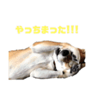 まぬけな柴犬のハル（個別スタンプ：7）