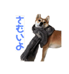 まぬけな柴犬のハル（個別スタンプ：8）