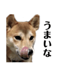 まぬけな柴犬のハル（個別スタンプ：9）