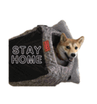 まぬけな柴犬のハル（個別スタンプ：10）