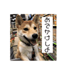 まぬけな柴犬のハル（個別スタンプ：11）