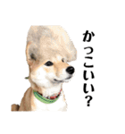 まぬけな柴犬のハル（個別スタンプ：12）