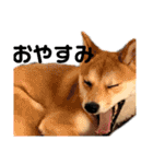 まぬけな柴犬のハル（個別スタンプ：13）