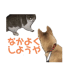 まぬけな柴犬のハル（個別スタンプ：14）