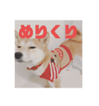 まぬけな柴犬のハル（個別スタンプ：15）