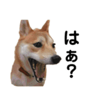 まぬけな柴犬のハル（個別スタンプ：16）