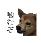 まぬけな柴犬のハル（個別スタンプ：17）