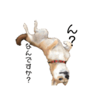 まぬけな柴犬のハル（個別スタンプ：18）
