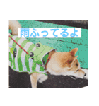 まぬけな柴犬のハル（個別スタンプ：19）