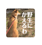 まぬけな柴犬のハル（個別スタンプ：20）