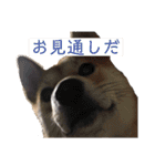 まぬけな柴犬のハル（個別スタンプ：22）