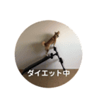 まぬけな柴犬のハル（個別スタンプ：23）