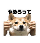 まぬけな柴犬のハル（個別スタンプ：24）