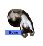 ねこのたまcattama（個別スタンプ：1）