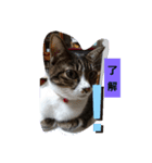 ねこのたまcattama（個別スタンプ：2）