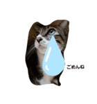 ねこのたまcattama（個別スタンプ：5）