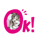 ねこのたまcattama（個別スタンプ：6）