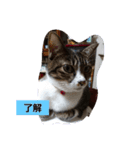 ねこのたまcattama（個別スタンプ：8）