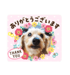 ダックス親子 ハニー＆ペコー＆ラテ（個別スタンプ：3）