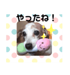 ダックス親子 ハニー＆ペコー＆ラテ（個別スタンプ：7）
