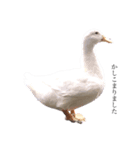 愛想のいい動物たち（個別スタンプ：1）