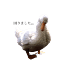愛想のいい動物たち（個別スタンプ：2）