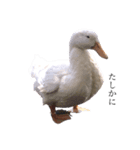 愛想のいい動物たち（個別スタンプ：8）