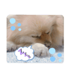 ちゃむ太郎スタンプ（個別スタンプ：5）