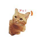 とらじろにゃん♪（個別スタンプ：1）