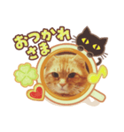 とらじろにゃん♪（個別スタンプ：5）