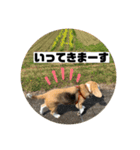 私の名前はアンです。（個別スタンプ：2）