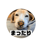 私の名前はアンです。（個別スタンプ：3）