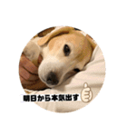 私の名前はアンです。（個別スタンプ：4）