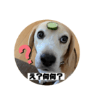 私の名前はアンです。（個別スタンプ：5）
