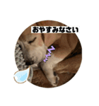 私の名前はアンです。（個別スタンプ：8）