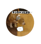 私の名前はアンです。（個別スタンプ：11）
