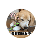 私の名前はアンです。（個別スタンプ：12）