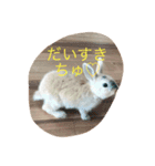 可愛いうさぎの日常スタンプ（個別スタンプ：5）
