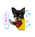 黒蜜くん（個別スタンプ：3）