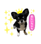 黒蜜くん（個別スタンプ：11）