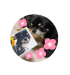 黒蜜くん（個別スタンプ：19）