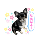 黒蜜くん（個別スタンプ：22）