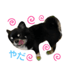 黒蜜くん（個別スタンプ：24）