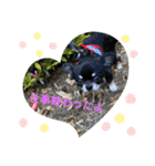 黒蜜くん（個別スタンプ：30）