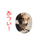アイドル「トトくん」（個別スタンプ：4）